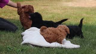 Mini Labradoodle Puppies For Sale