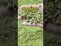 #cultivation #cultivation industry #Pelletizer #Manufacturing #Mechanical
