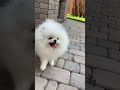 "Too Cute to Handle: Hilarious Video of a Laughing Puppy Will Melt Your Heart!" #shortsvideo #short