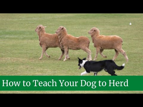 Video: 3 Ways to Treat Dog Fever