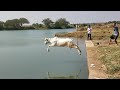 jumping and swimming small  bull ,ಇಜುತಿರುವ ಹೋರಿ