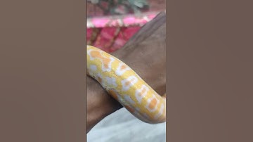 Albino Burmese Python is starting to grow large.👀‼️💯