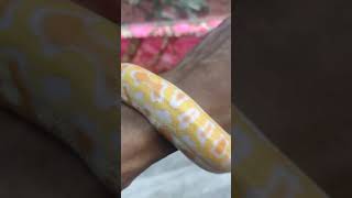 Albino Burmese Python is starting to grow large.👀‼️💯