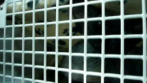 Watch the video about Devon Rex kitten crying in cat crate