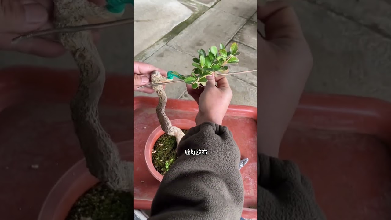 把一棵大树改造成单枝成景#盆景制作 #盆景艺术Transforming a large tree into a single branch for scenery # Bonsai making