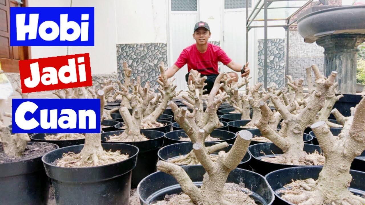 Inspiratif!! Hoby Pembawa Berkah Dengan Bahan Bonsai Prospek & Harga Murah, AW Bonsai Siap Mengudara