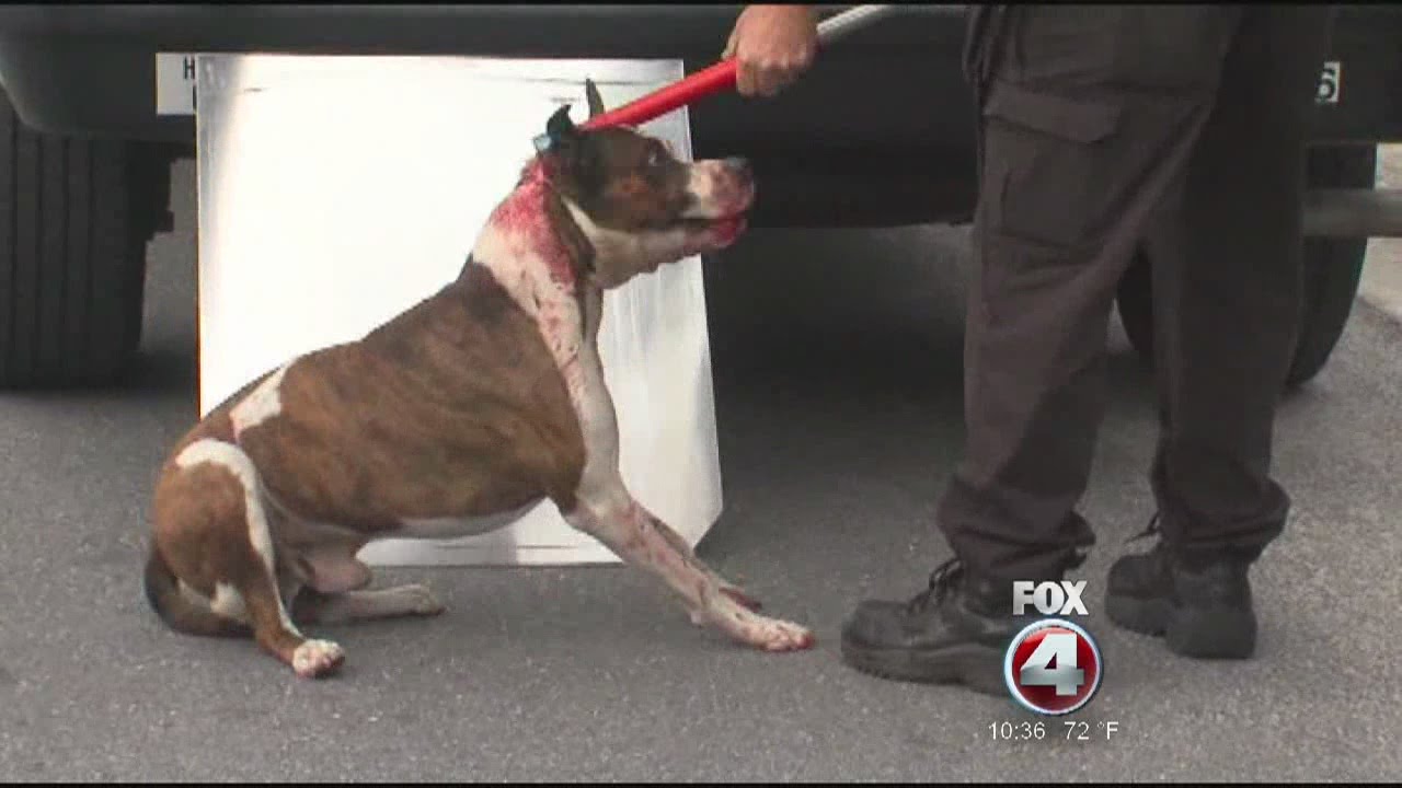 cesar millan dog sweater