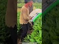 Tea Harvesting Process Row Sweep Maintains Picking Flow #harvesting