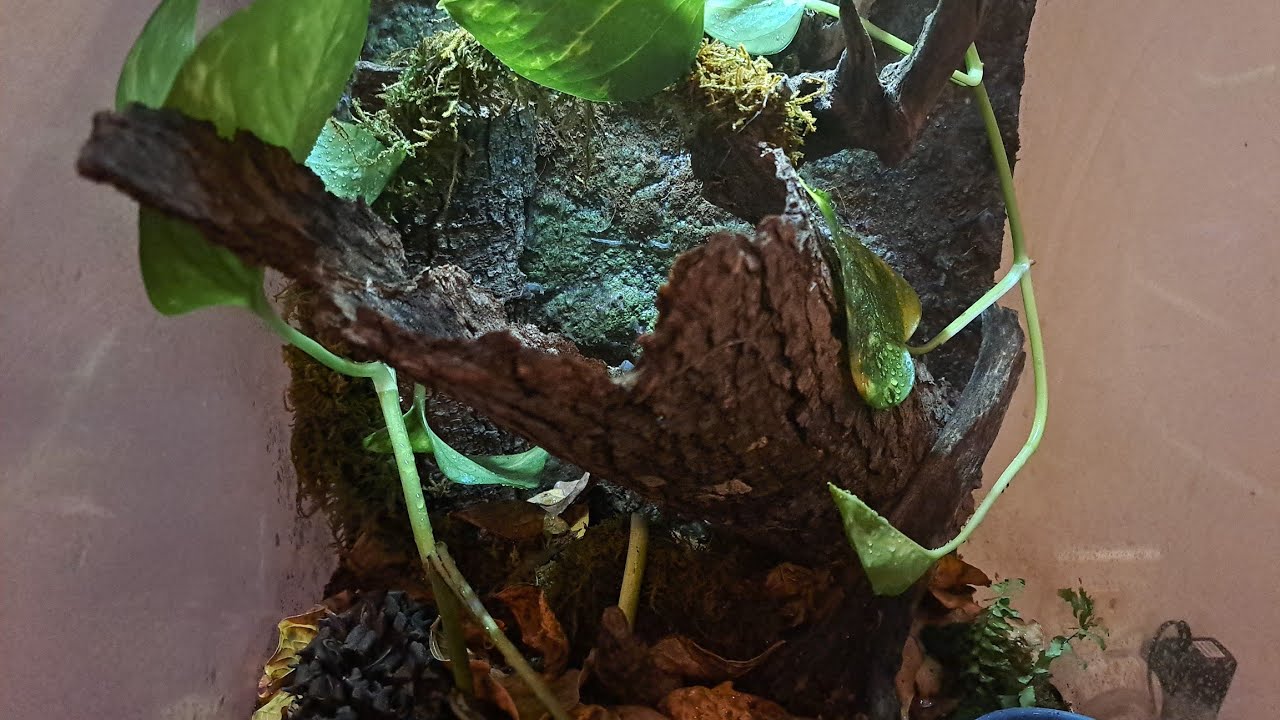 Crested gecko habitat cleanup! YouTube