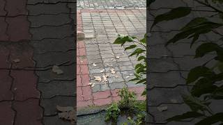 dog food Cute Dogs Playing with Hose  Funny Dog Videos