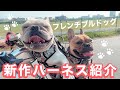 【犬グッズ 】購入品紹介ハーネス