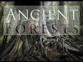 Landscape Photography | Ancient Forests | Vancouver Island