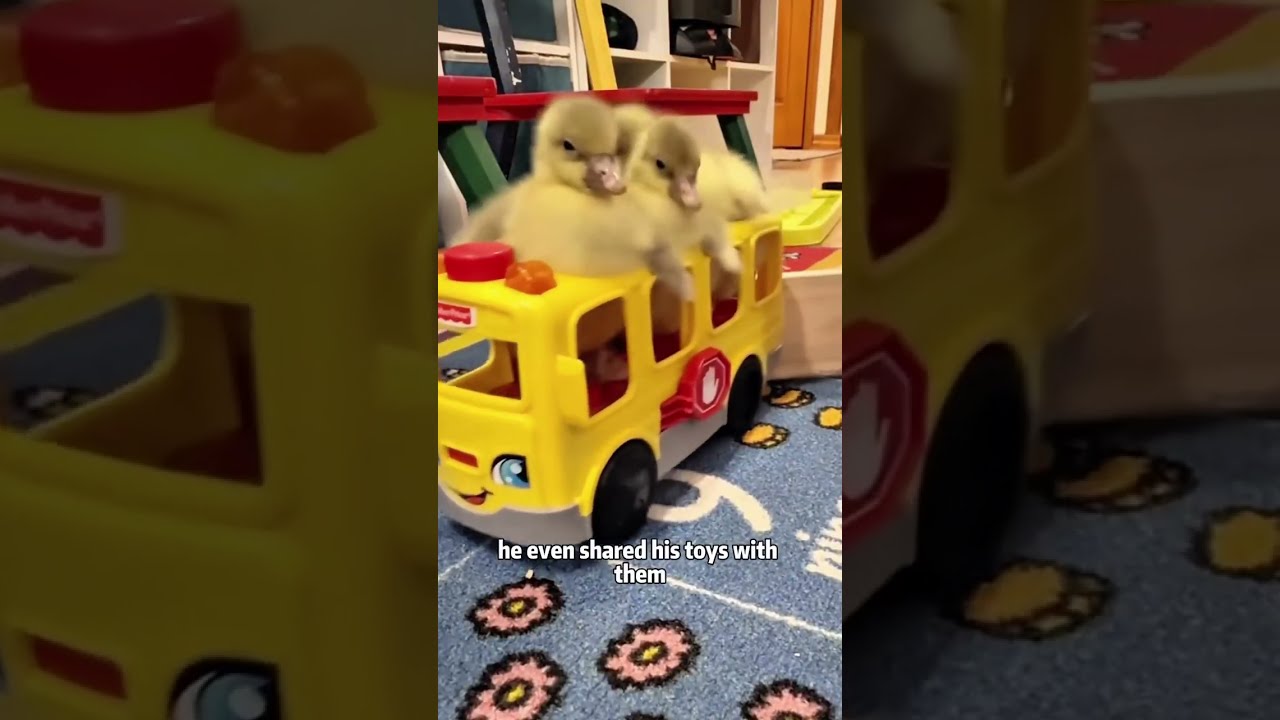 The Little Boy Accidentally Got A Goose Farm Shorts Animals Rescue Cute