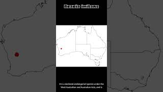 Acacia imitans | Random Wikipedia Articles