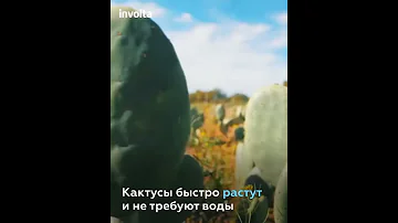Экокожа из кактуса.