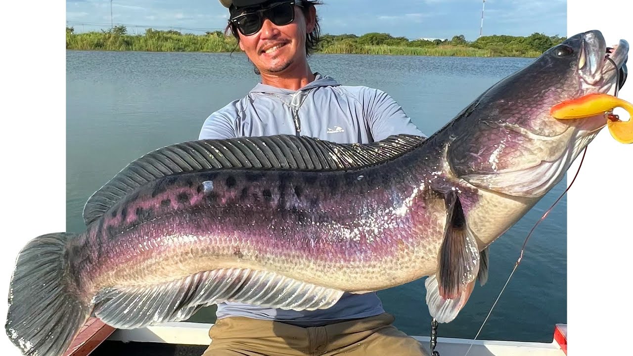 バイト多発！水面爆発！トップウォーターゲームで狙う過去一ヤバい2泊3日【視聴者プレゼント有り】- 2024年11月 タイランド・チャドー釣り旅