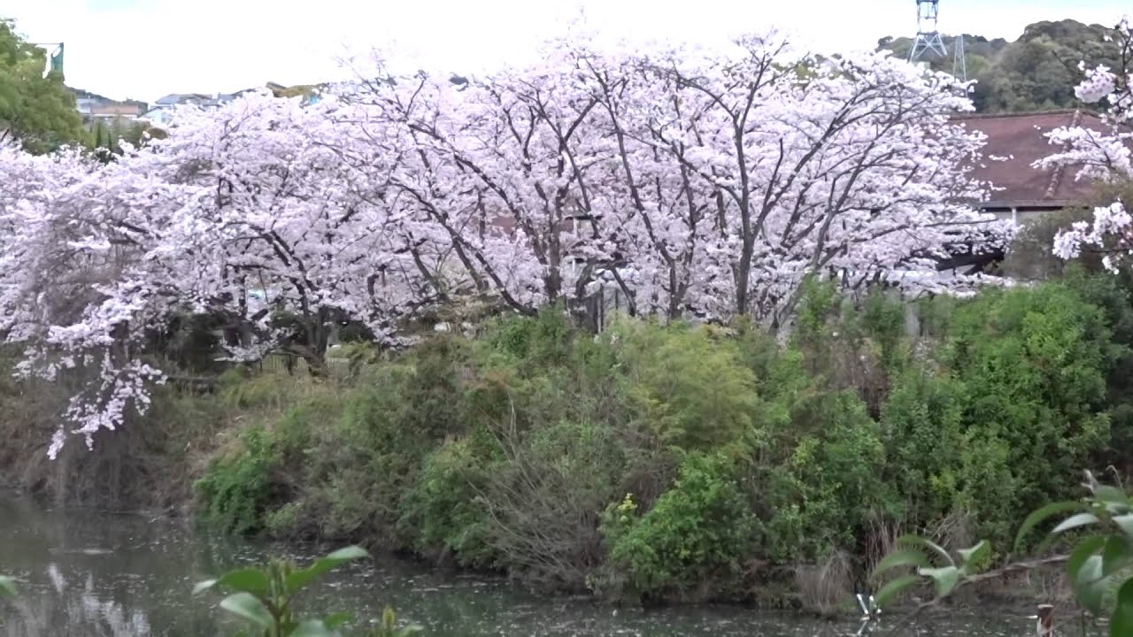 さくら公園桜八幡市 Youtube