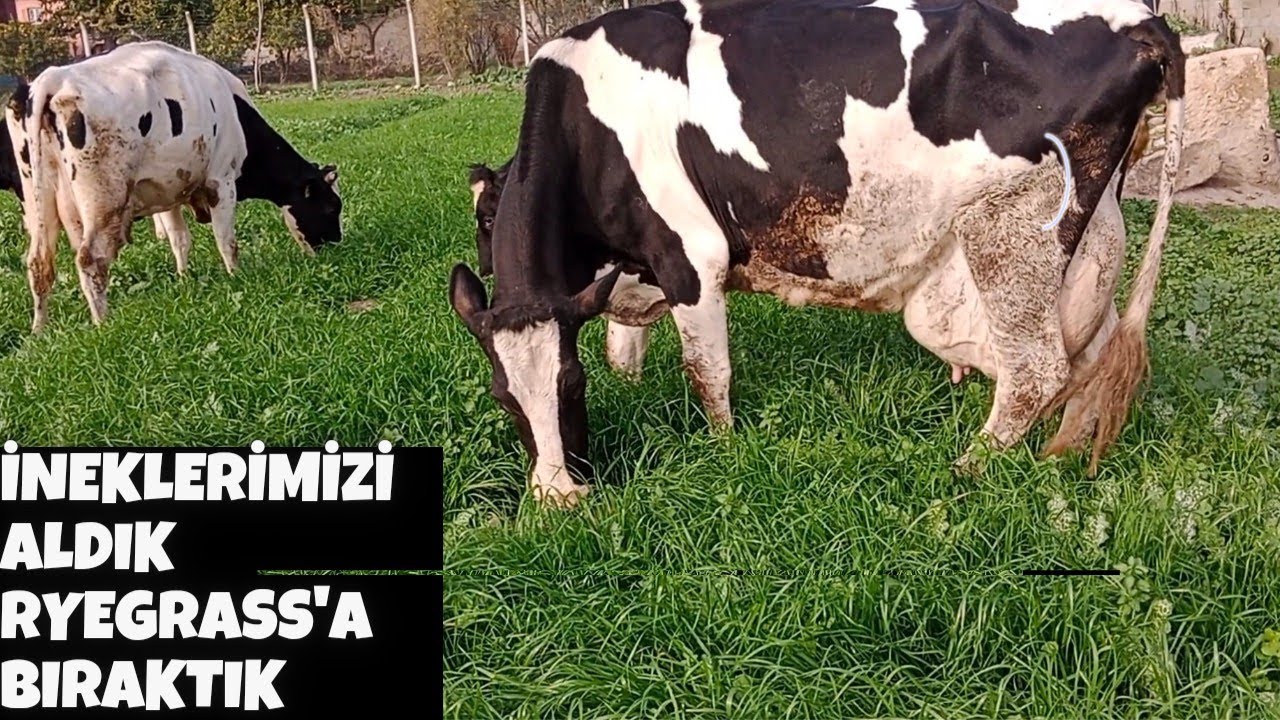 KEÇİLER SATILDI. İNEKLERİMİZİ ALDIK. İNEKLERİ RYEGRASS'A BIRAKTIK #halepkeçisi #inek #ryegrass