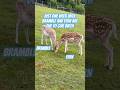 Your Chance to Name a Fawn! 🦌