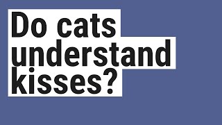 Do cats understand kisses?