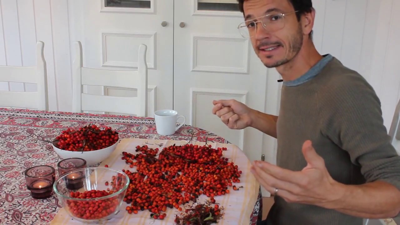 Die Eberesche - Standort, Verwendung und Wirkung