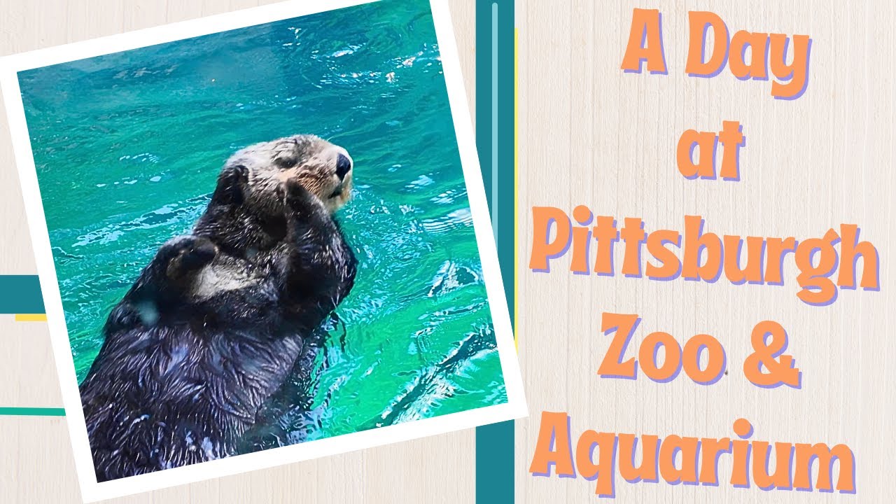 Pittsburgh Zoo & Aquarium Tour: What to See & Do in a Day!