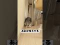 兄猫が病院行きに気付いて震えが止まらないようで…