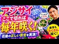【アジサイ】ここで切れば毎年咲く!花後の正しい剪定を実演します!【園芸】【ガーデニング】