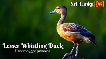 Good Morning| Lesser Whistling Ducks | Sri Lanka