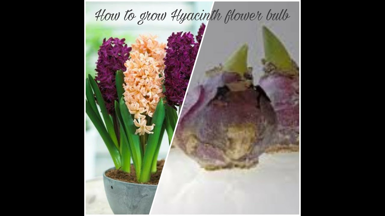 How to grow Hyacinth flower throw the bulb. YouTube