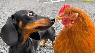 Mini Dachshunds and their animal friends compilation.