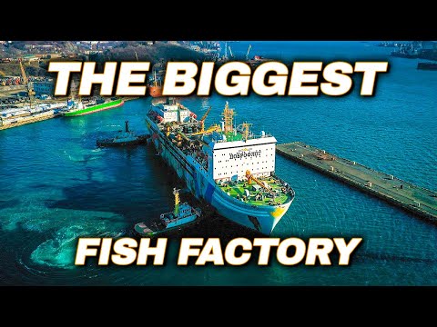 Largest Fish Factory Vessel. Episode 1 | Documentary | Science Channel