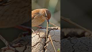 Witness the POWER of Teamwork: Bird Architects! 🏗️🐦#Shorts #Nature #BirdLovers #AmazingNature