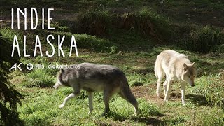Working with Alaskas Wolfpack  | INDIE ALASKA