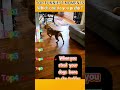 Funniest AnimalsMoments#funnyanimals #animalcomedy #dog#funny#funnyanimals#funnypets#animals