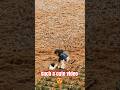 Warning: This Video Will Instantly Boost Your Mood!#shorts #heartwarming #feelgood