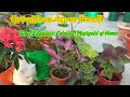 Grow Eggplant, Coleus, Marigold at Home!
