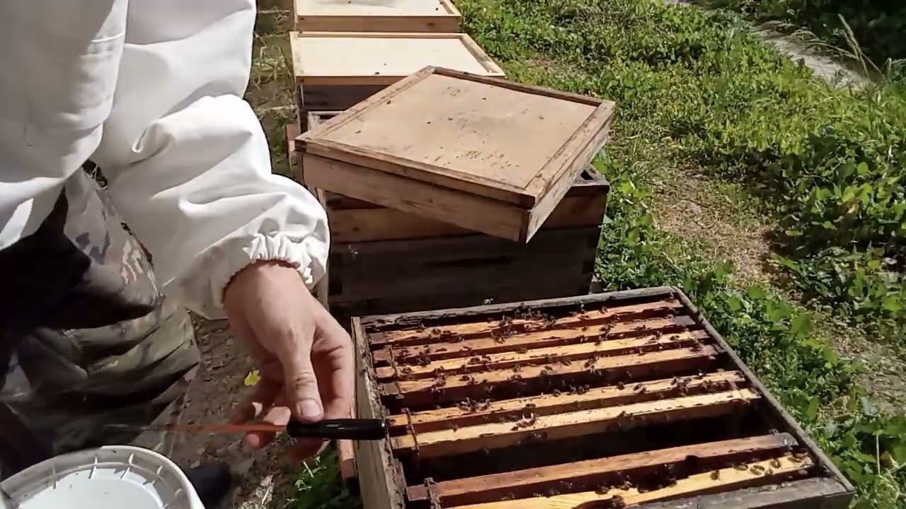 تقديم الأسس الشمعية للبناء والتوسع.