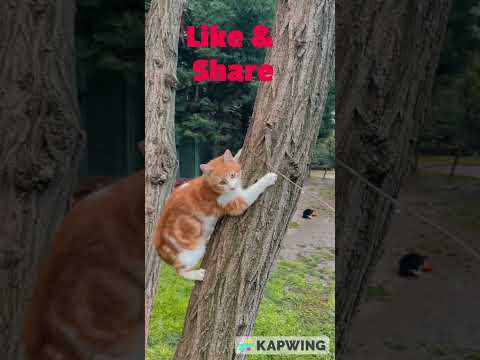 Manjat Pohon Guysss | Kucing Pintar