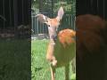 Dang It This Deer Just Ate Every Tomato Dang It This Deer Just Ate Every Tomato