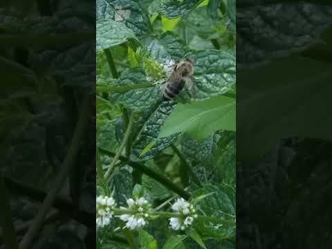 Video: Mentha spicata nanədir?