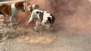 BRUTAL ATTACK LIVE! Dog attacked by wild Tiger Dog-Insane! 🥲 #dog #viral #trending #dogfight #rajuk by Dr Reza Ali Rumi 357 views 1 year ago 22 seconds