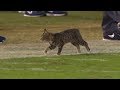 Animal Interference in Football | Part 2