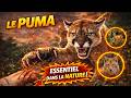 LE TUEUR SILENCIEUX : Pourquoi le Puma est le Prédateur le plus Redoutable d’Amérique ! 🏔️💀 (4K )