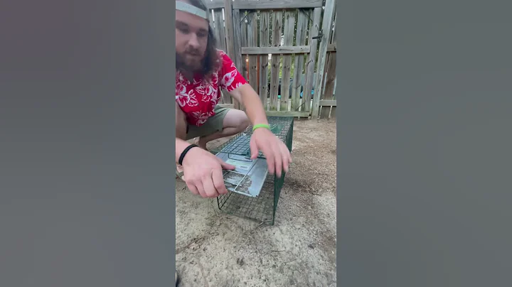 How to set a live trap #ytshorts #trending #homestead #howto