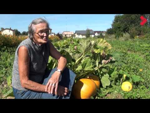 Video: Ķirbis: audzēšanas un kopšanas noteikumi