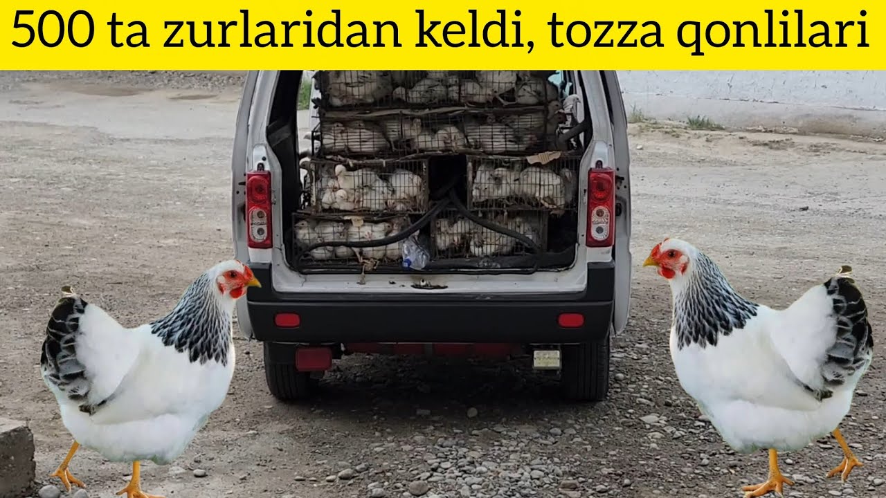 Privaznoy Adler Jo'jalaridan Boqaman Deganlar Uchun Maxsus