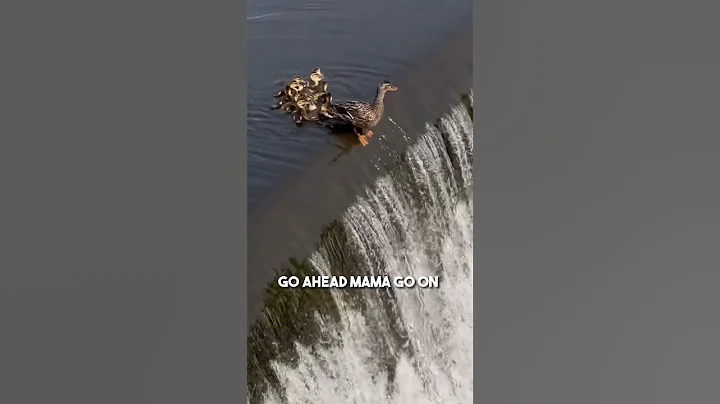 This duckling fell down a waterfall so its mom did this ❤️ - DayDayNews