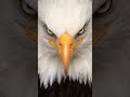 The power of the eagle eye