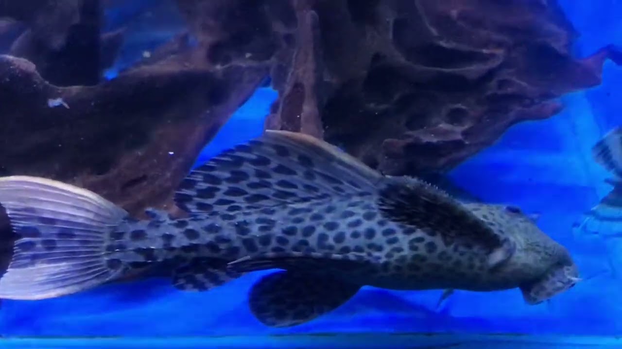 L114 Pleco